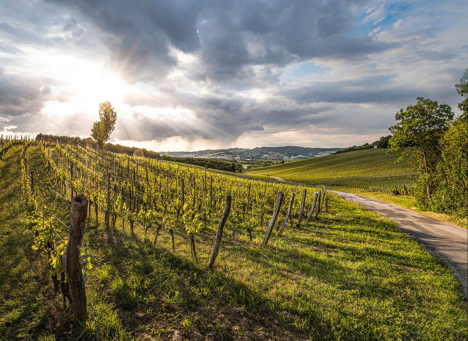 austrian natural wine
