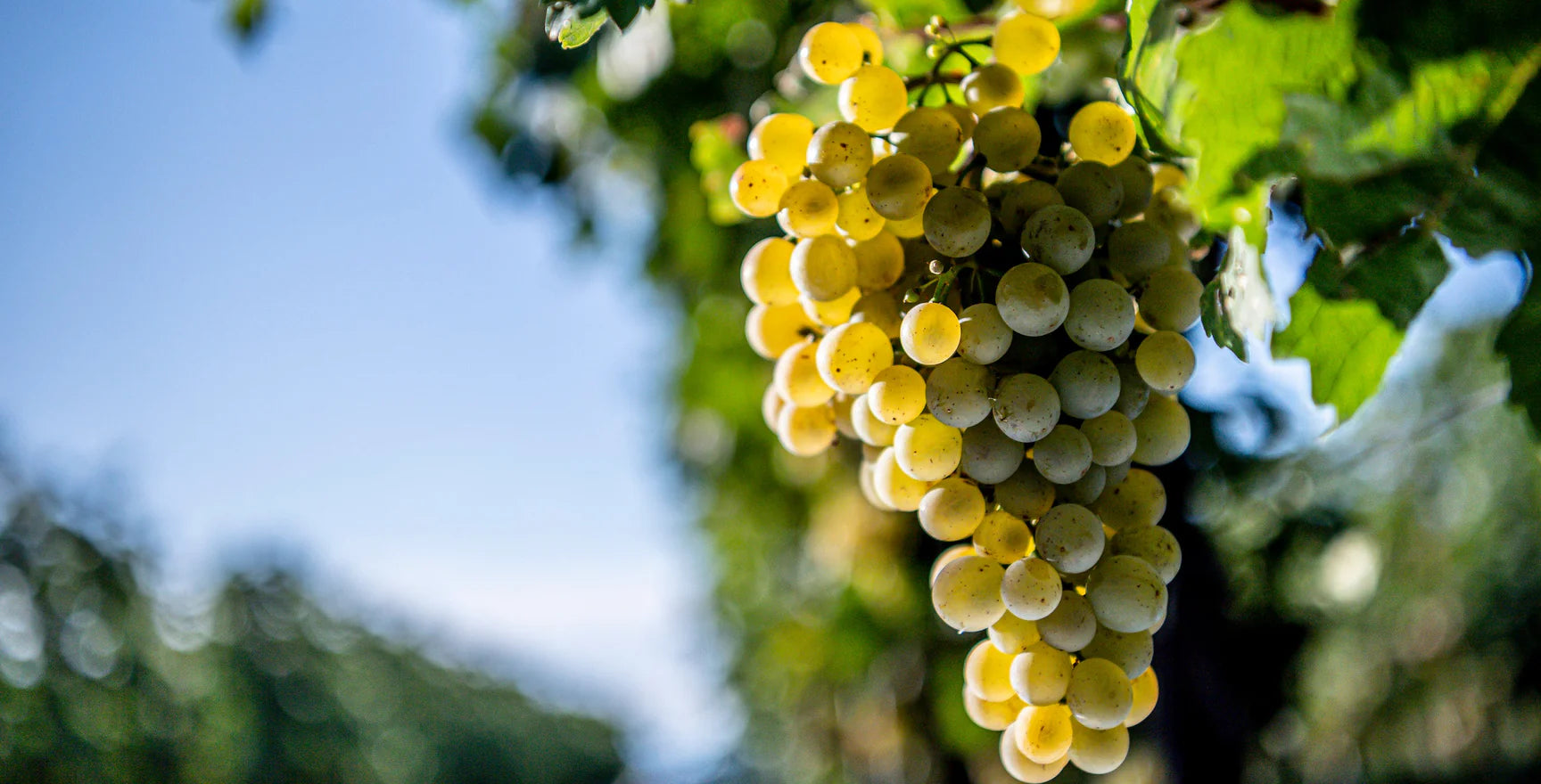 white_wine_collection.webp