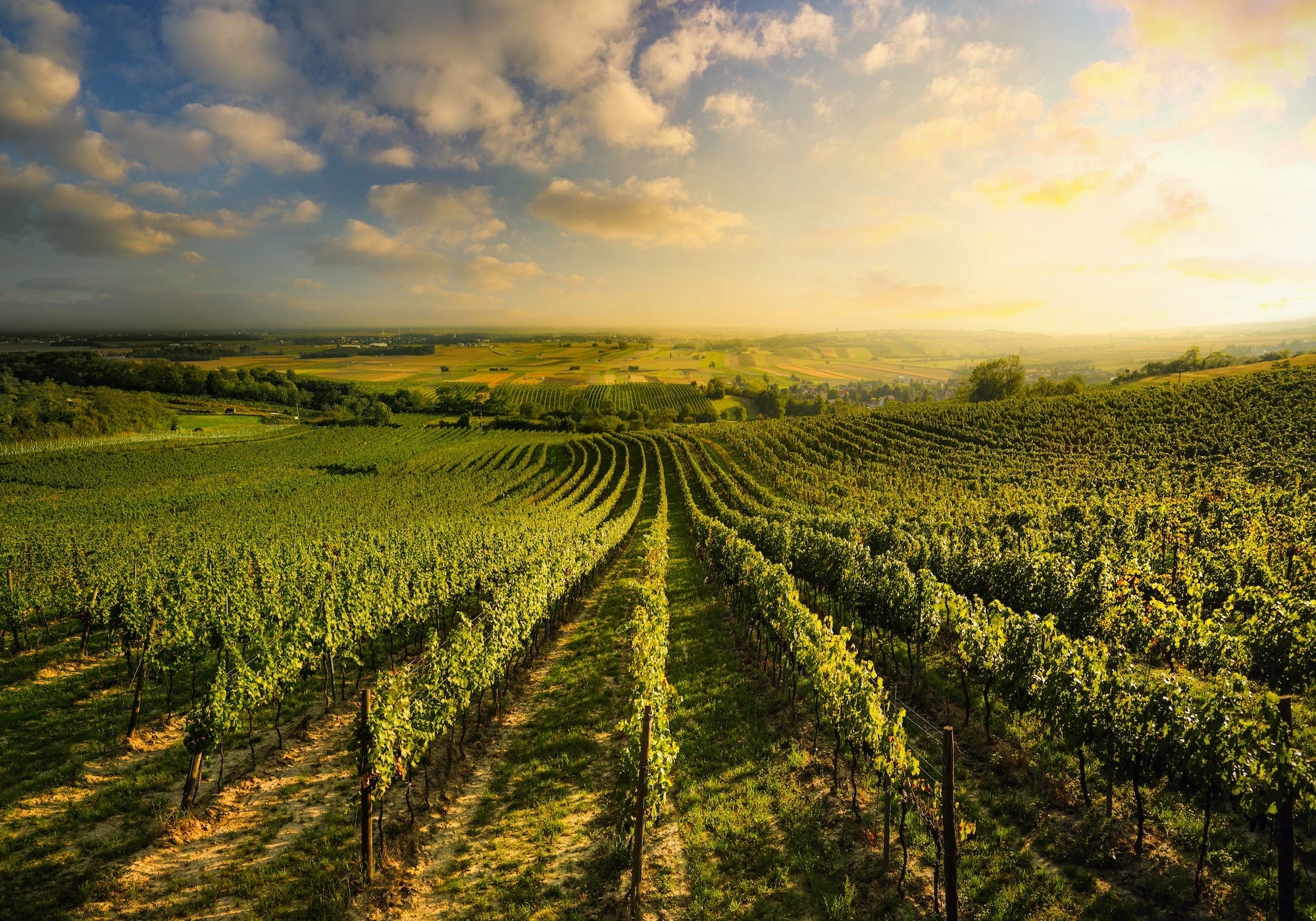 Gruner Veltliner – Austria’s Signature White Wine