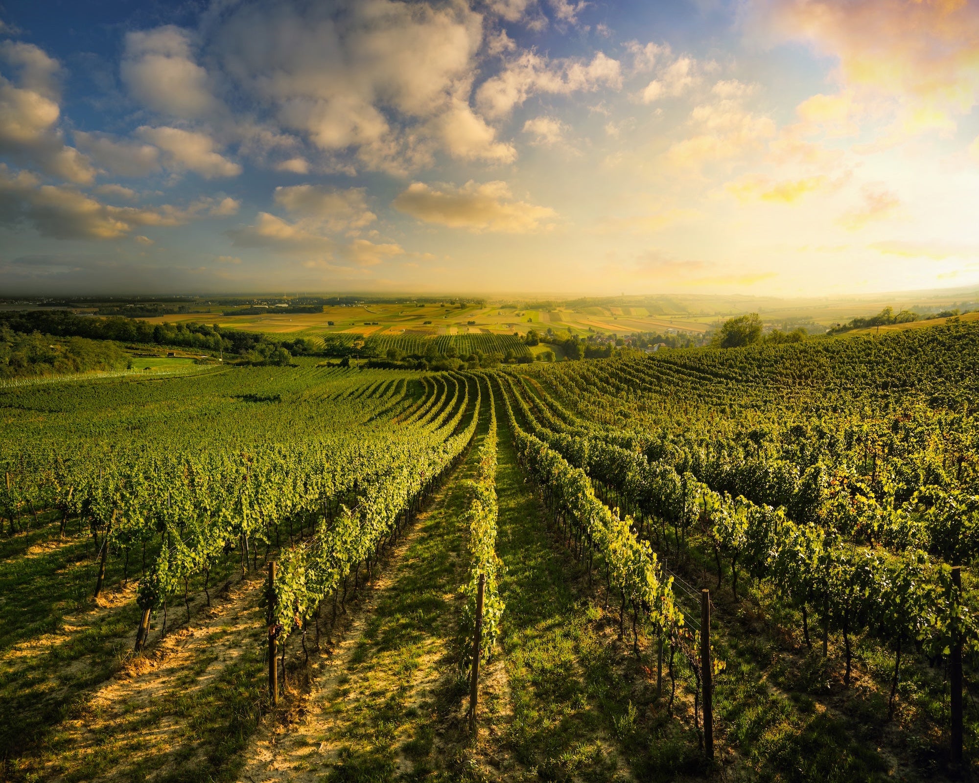Gruner Veltliner – Austria’s Signature White Wine