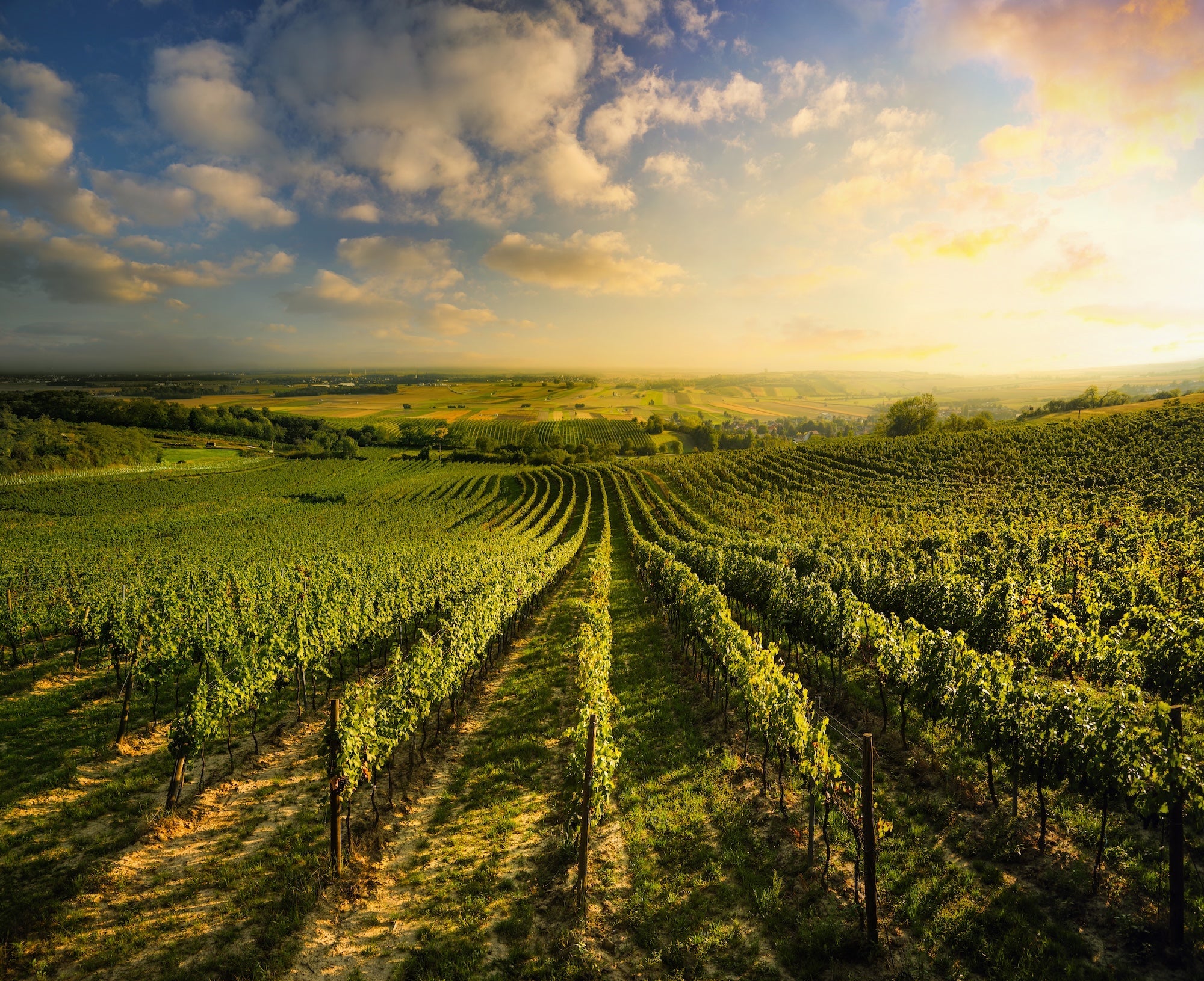 Gruner Veltliner – Austria’s Signature White Wine