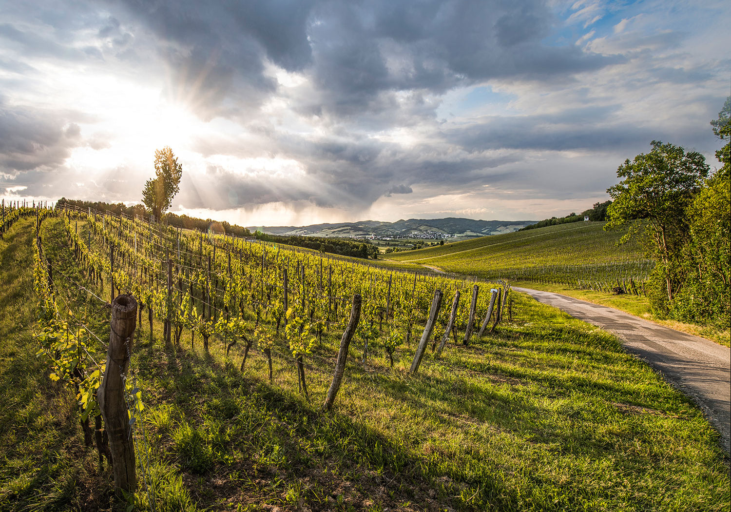 Everything you need to know about Austrian wine