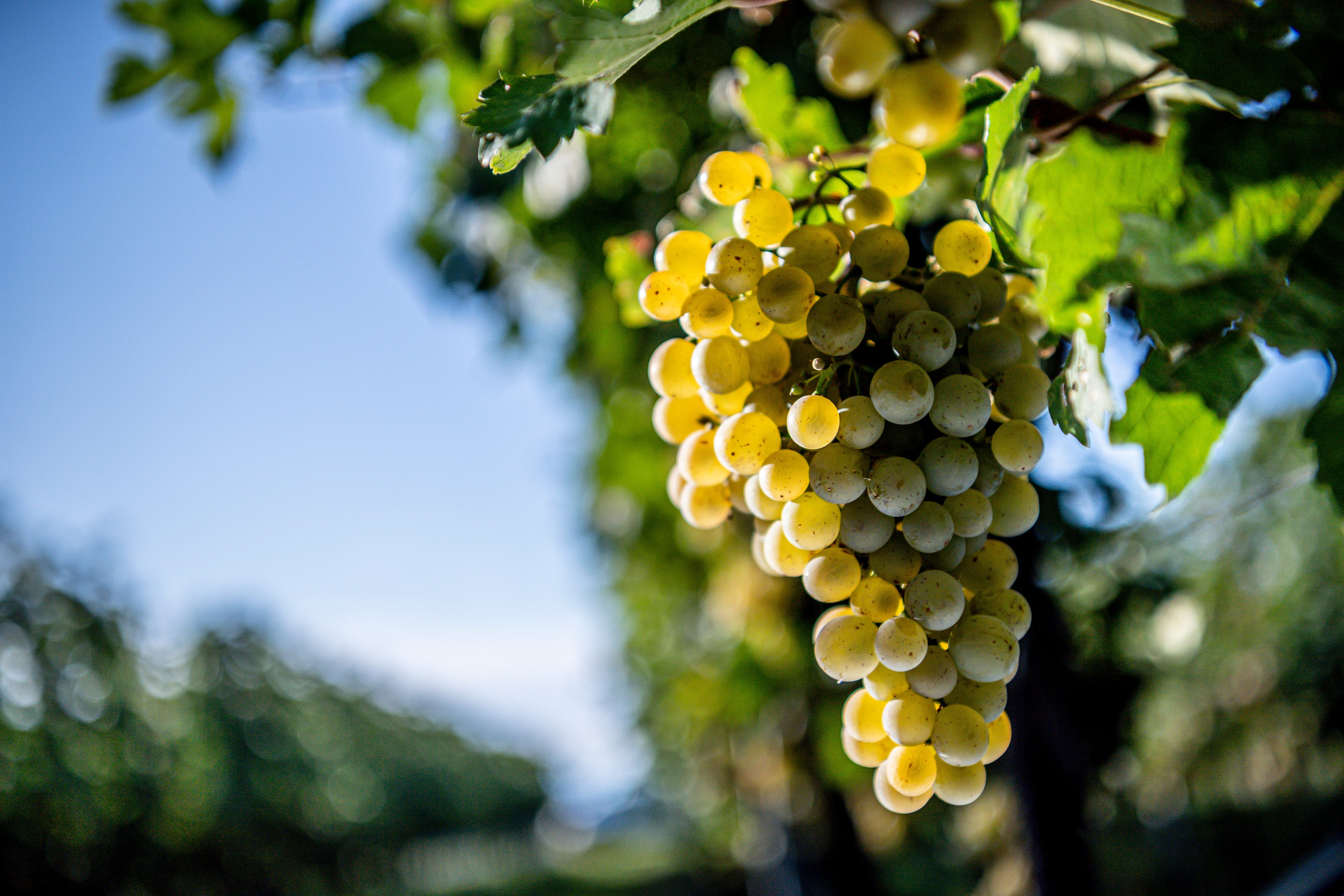 Grüner Veltliner (Gruner Veltliner) — Austria's Signature White Wine